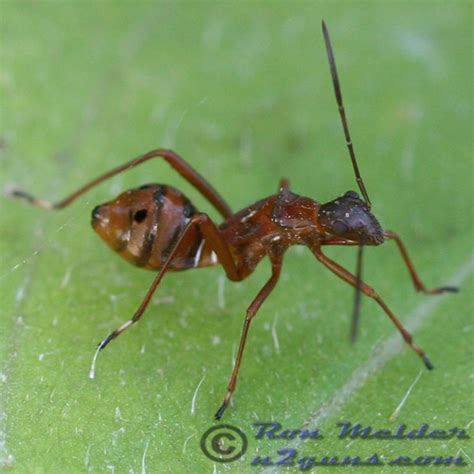 Broad Headed Bug Alydus Eurinus Bugguide Net