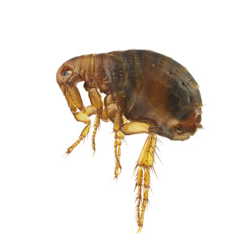 dog flea catseye pest control