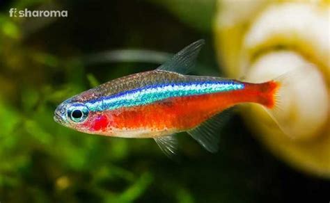 An All-inclusive Cardinal Tetra Care Guide - Fisharoma