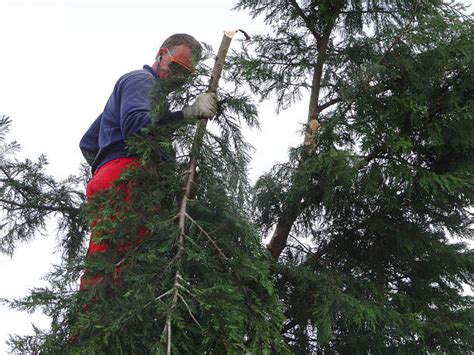 Pruning Leyland Cypress Stock Photos, Pictures & Royalty-Free Images ...