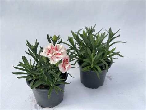 Go Dzik Ogrodowy Wieloletni Dianthus Caryophyllus Red Star Bia O