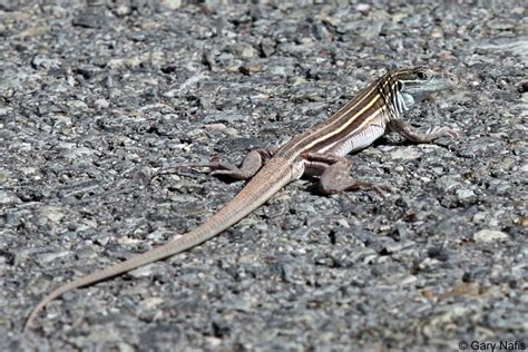 Desert Grassland Whiptail Aspidoscelis Uniparens