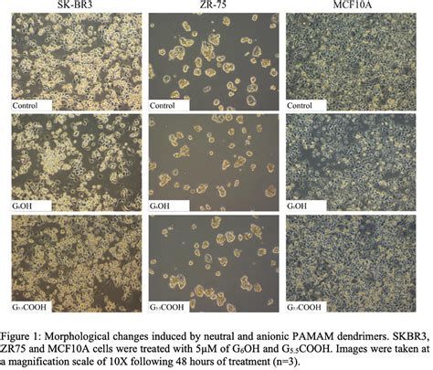 Substantial Cell Apoptosis Provoked By Naked Pamam Dendrimers In Her