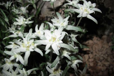 edelweiss flower meaning Archives - Plantisima