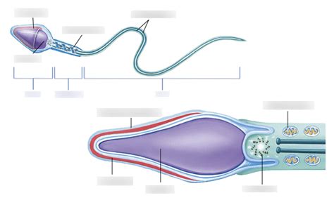 Sperm Cell Structure Diagram | Quizlet