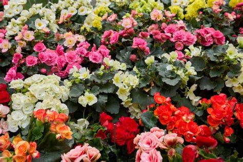 Begonia Tuberhybrida Care: Everything You Need to Know