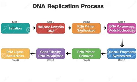 Flowchart Of Dna Replication Process On White Background For Genetics