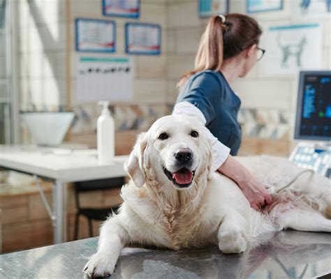 Beneficios De Esterilizar Un Perro Tesem