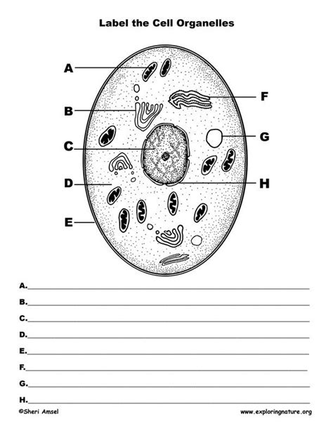 Label The Parts Of An Animal Cell Worksheet