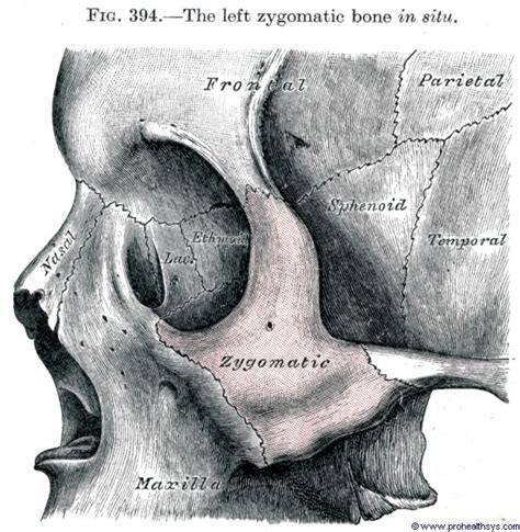 Zygomatic Anatomy