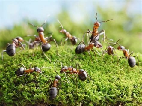 Lawn Grass Ants