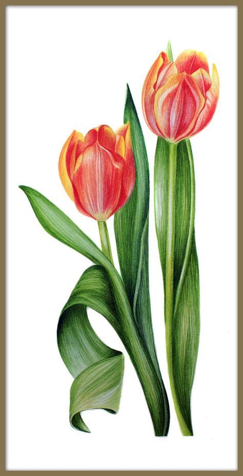 130 Tulpen Aquarelle Ideen In 2021 Aquarell Blumen Aquarell Tulpen