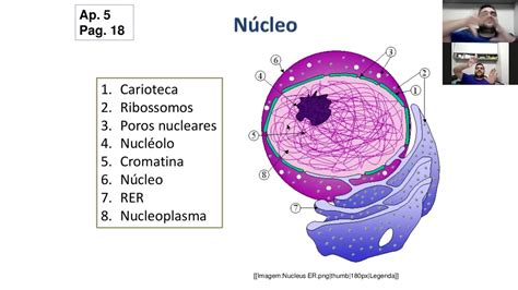 9º Ano Nucleo Celular - YouTube