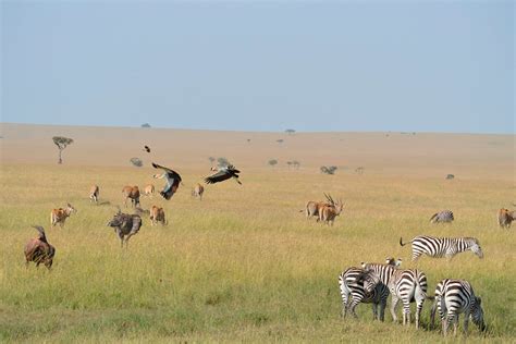 Safari Masai Mara La Gran Migraci N De Us Cebras Africae Travel