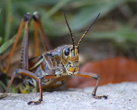 Grasshopper Eggs Stock Photos, Pictures & Royalty-Free Images - iStock