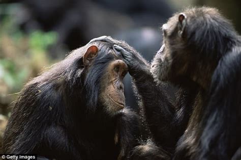 Chimpanzee Communication Is NOT Like Human Language After All