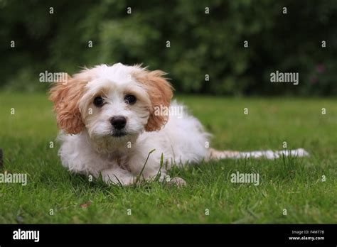 Cavapoo hi-res stock photography and images - Alamy