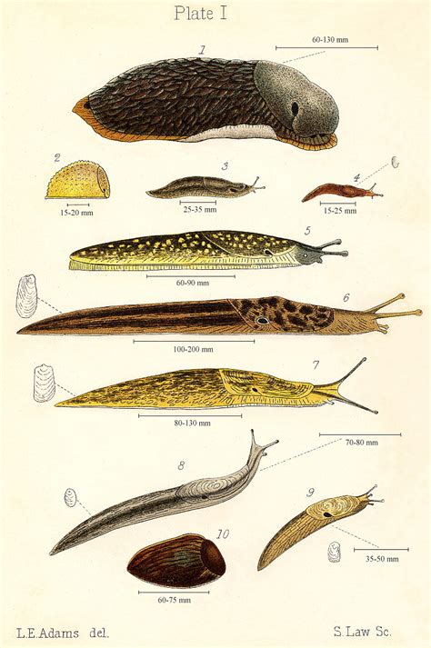 slug chart:) - Slugs Photo (15320031) - Fanpop