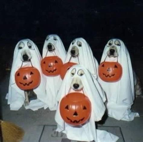 Cute Halloween Costumes for Dogs - HubPages