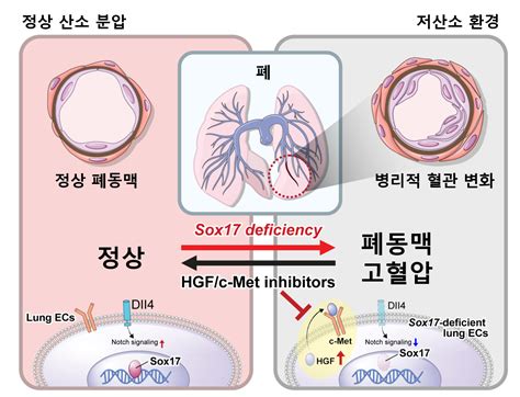 서울대학교병원