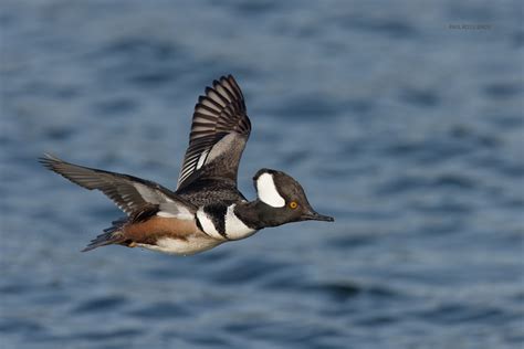 Male Hooded Merganser Flight 1 For Wordpress Paulrossibirds