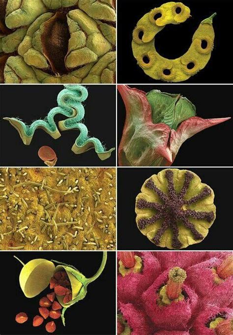 Seeds Under The Microscope Microscopic Patterns In Nature