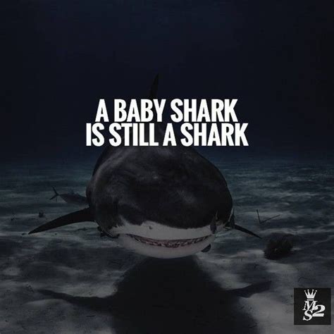 Shark Quotes Shortquotescc