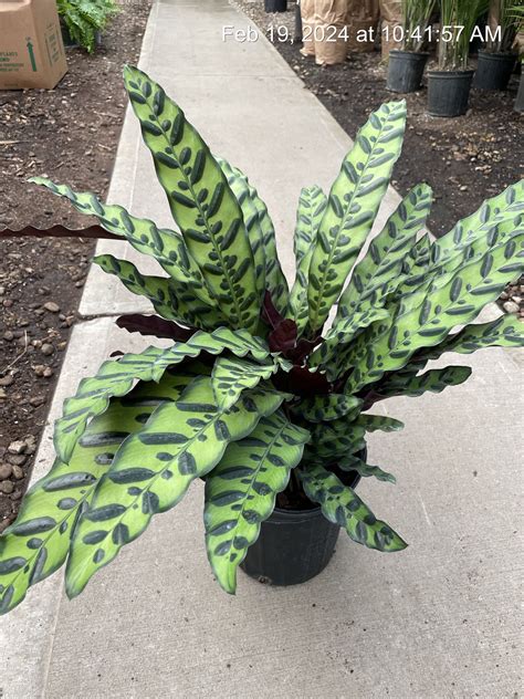 Calathea Lancifolia Tri State Foliage Prebook Shop