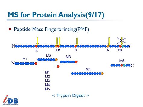 Ppt Ch Proteomics And Protein Identification Powerpoint