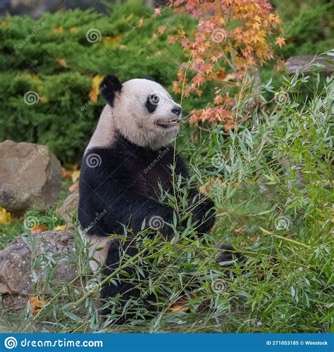 Young giant panda eating stock image. Image of eating - 271053185