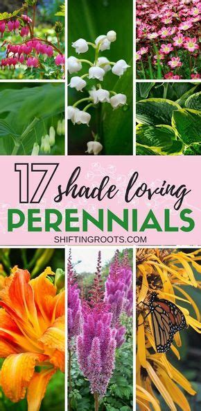 Perennial Flowers That Love Shade Shade Flowers Perennial Shade