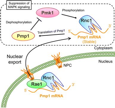 Model For The Mechanism Of The Spatial And Functional Regulation Of The