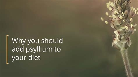 Psyllium: What Are the Health Benefits?