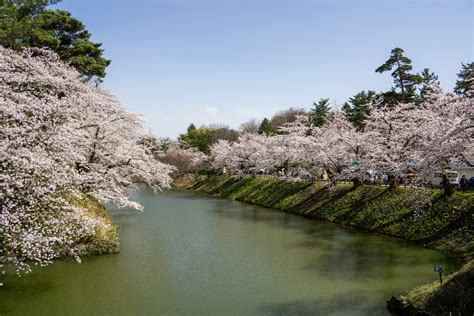 【ソメイヨシノは7分咲き】弘前公園 園内の桜の様子（2023年4月12日） 弘前さくらまつり Hirosaki Cherry