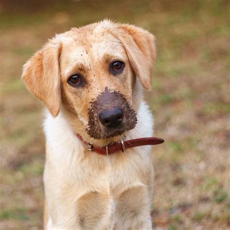 Essential Grooming Techniques for Your Canine Companion! – RockyNus