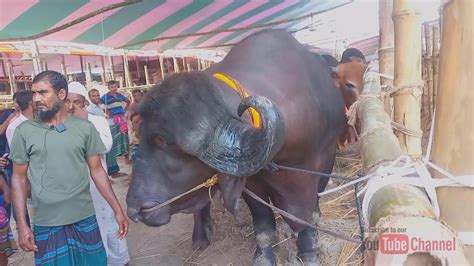 গাবতলী হাটের সবচেয়ে বড় মহিষ গাবতলী গরুর হাট আমার কোরবানির গরু