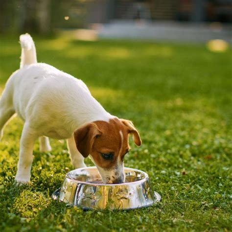 Que Alimentos No Debes Darle A Tu Perro