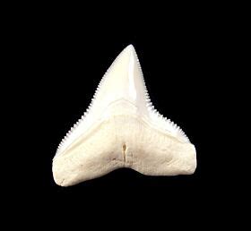 Bull Shark Teeth for Sale | Buried Treasure Fossils