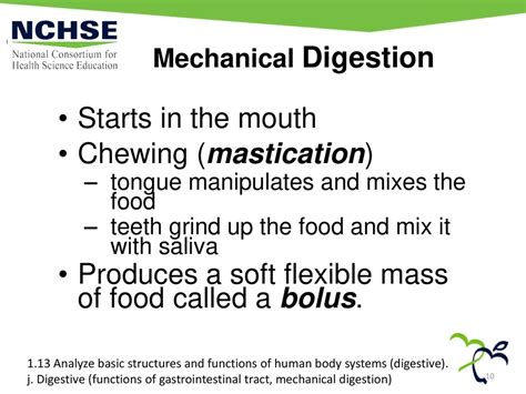 The Digestive System Foundation Standard 1 Academic Foundation Ppt