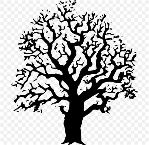 Tree Black And White Oak Drawing Clip Art Png 697x800px Tree Art