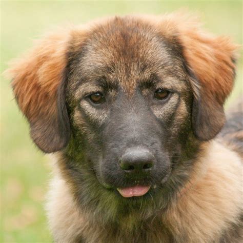 Leonberger Mix Tierhilfe Franken Ev