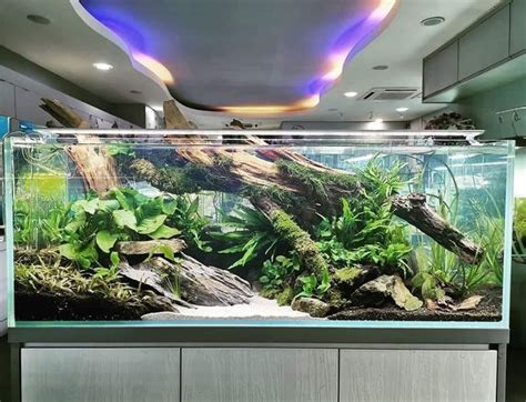 Outstanding Aquariam Decoration Ideas Aquariam Wall Bubble Wall