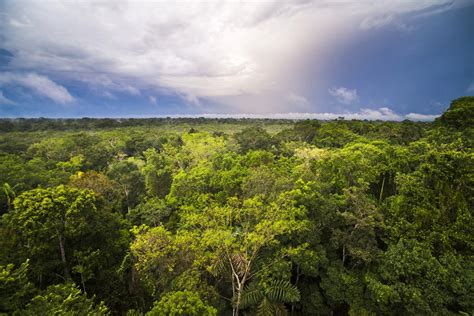 la foret amazonienne planistere