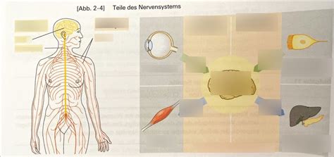 Nervensystem Kapitel Teil Humanbiologie Buch Passerelle