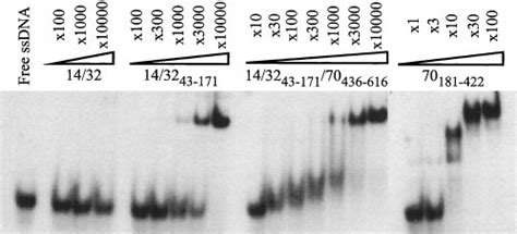ssDNA binding activity of RPA subcomplexes. The designated RPA ... 