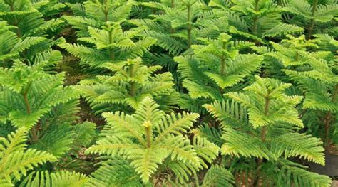 How To Plant Grow And Care For Norfolk Pine