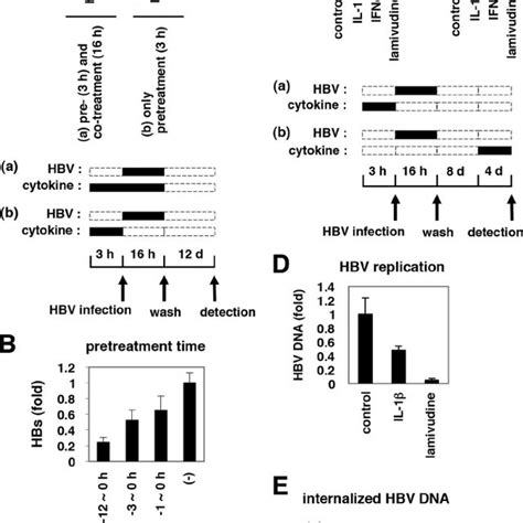 Antiviral Activity Of AID Was Specific To HBV A Huh 7 5 1 Cells Were