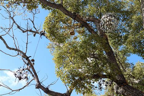 Chandelier Tree - Los Angeles, California