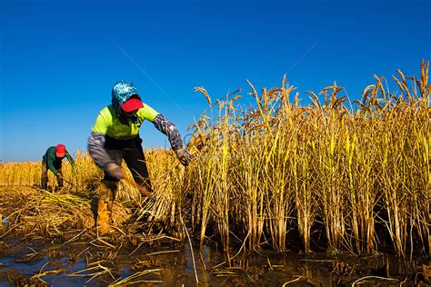 Harvesting Rice Field Harvesting Picture And HD Photos | Free Download ...