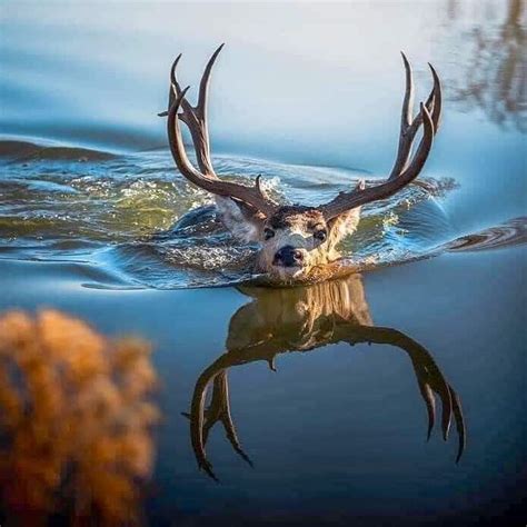 Deer swimming in water | Photo by CreekBed Photography : r ...